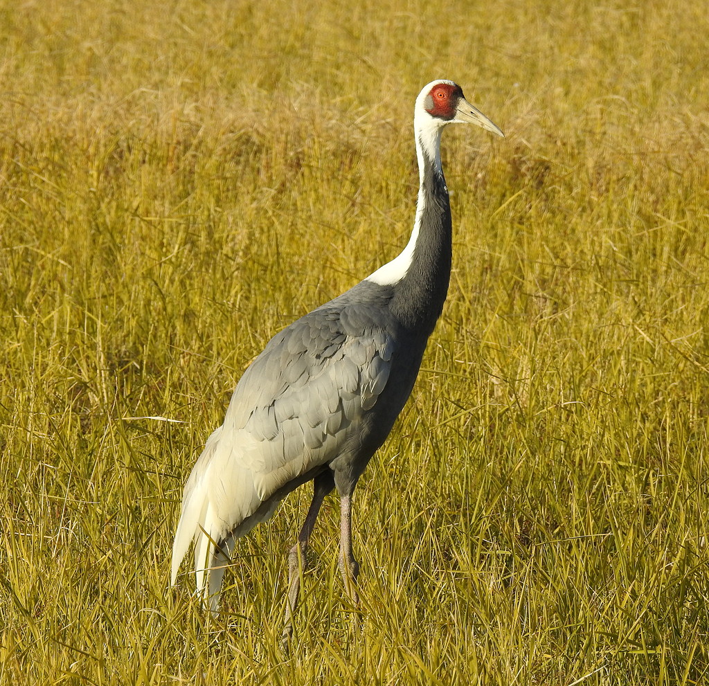An adult White-naped Crane — the only Asian crane to have a red face © Mark Brazil